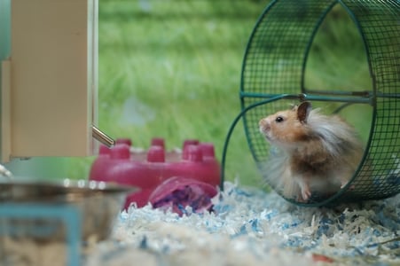 hamster-on-hamster-wheel-stuck-in-real-estate-pandemic-thinking-Reazo-real-estate