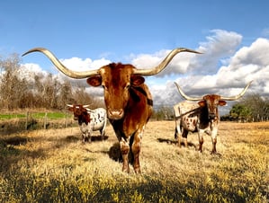 texas-longhorn-cattle-down-payment-first-house-Reazo-real-estate
